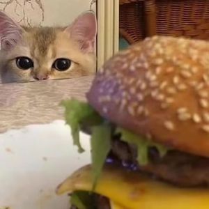 漳州硫化机厂家用小猪营销导航
